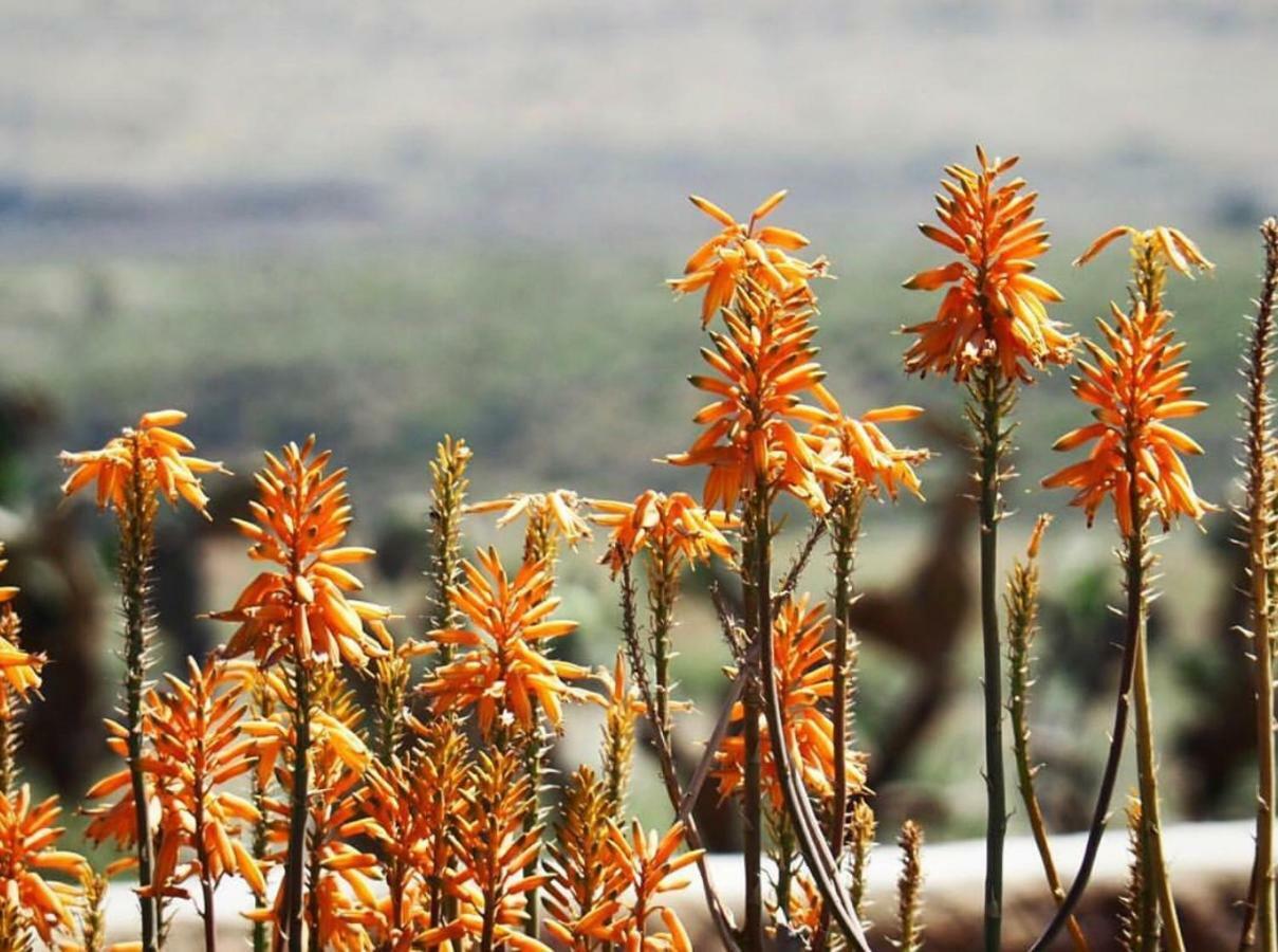 Cortijo El Paraiso ลอส เอสคูยอส ภายนอก รูปภาพ